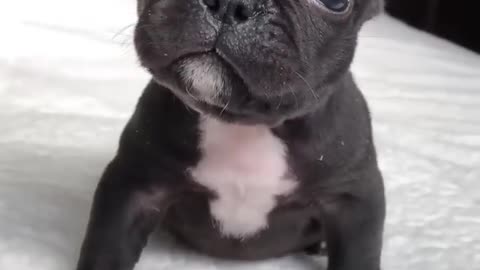 Cute baby puppy 🙈🙈🙈🙈🙈