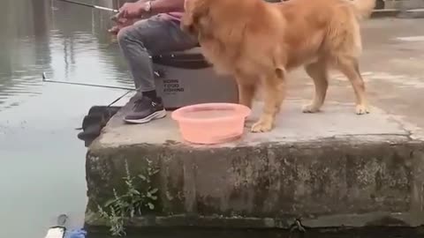 Cão salvando o Peixe
