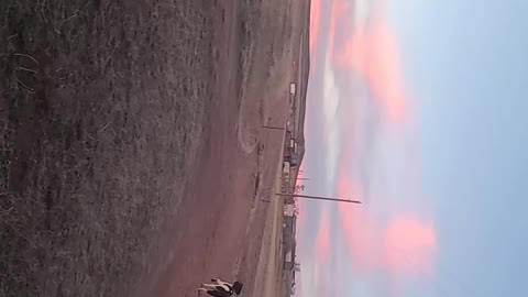 Standard Poodle Retrieving in Wyoming