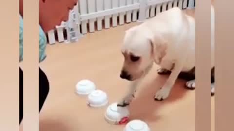 Dog is very logic game play training funny video with guide people. Funny dog video