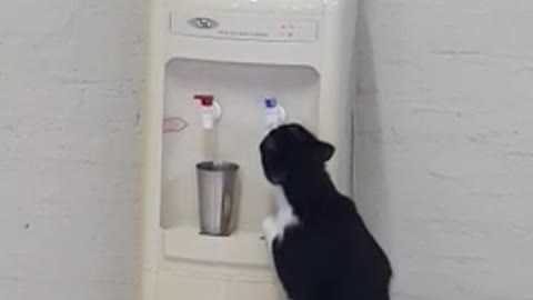 Black cat drinking from water fountain