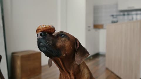 The dog performs commands Delicacy on the nose