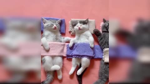 Baby Cats - Cute and Funny Cat Videos Compilation #9