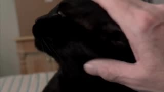 Adopting a Cat from a Shelter Vlog - Cute Precious Piper Loves Affection #shorts