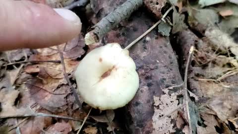 Bouncy little Mushroom