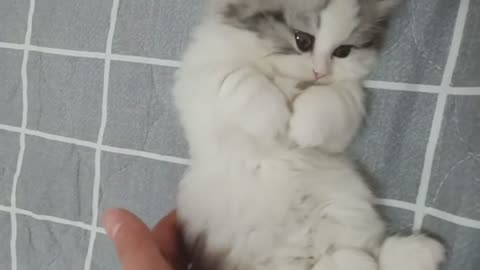 Cute Kitten | Cute Animals