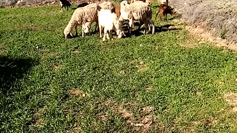 cute sheep eat grass