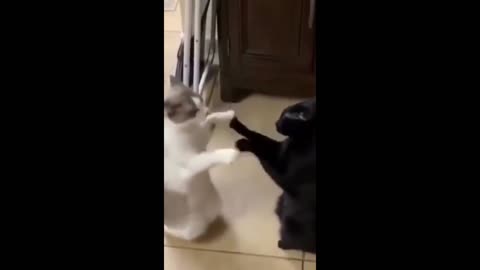 Funny Cat Video