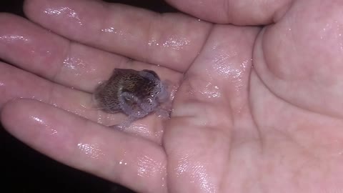 Bobtail Squid