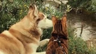 Adorable Husky Dog With Friend Cat Sitting on River in ' Family Gathering '