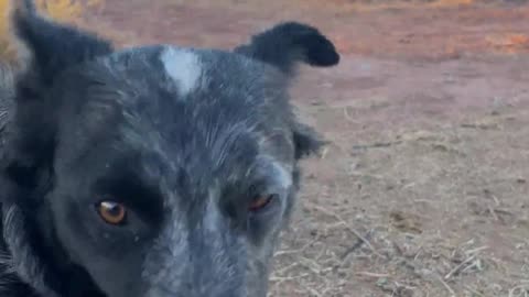 Snow the Cattle Dog and Tulip the Goat: Best Buddies at H5 Ranch