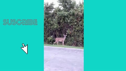 DEER INVADE THE CITY