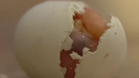 A smallest parrot you've ever seen tiny hatching