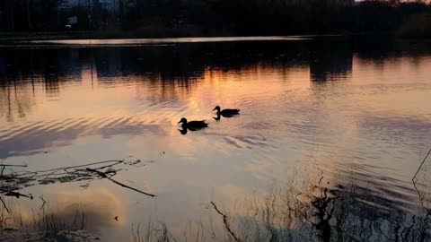 Ducks swimming on the water at sunset