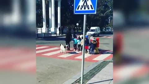 So cute! The dog voluntarily became a guard and took the children across the road