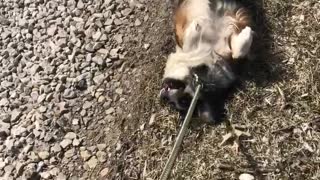 Aussie Puppy Totally Gives Up On Walk, Throws Temper Tantrum