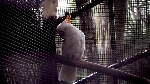 Wonderful Cockatoo's Melodious Voice ♥♥ Love Birds♥♥