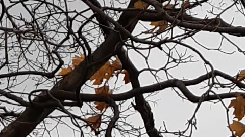 grey squirrel in tree