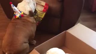 Bulldog lucha para subir sus regalos de cumpleaños a su silla