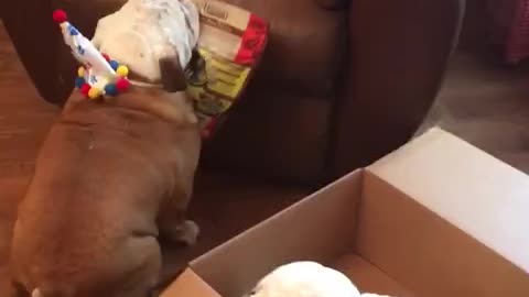 Bulldog lucha para subir sus regalos de cumpleaños a su silla