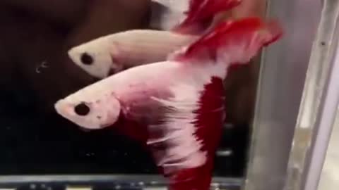 Cute Fish