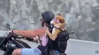 Fearless Dog Goes For Motorcycle Ride With Owner