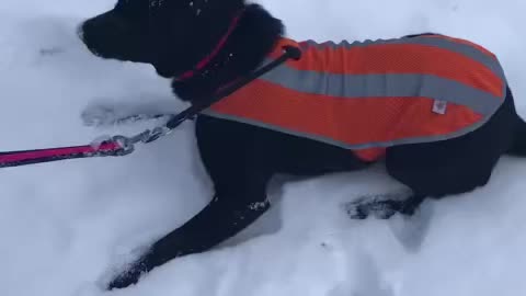 Bailey love to play around in the snow