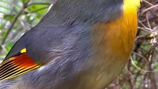 chinese nightingale sounds - pekin robin singing | birds