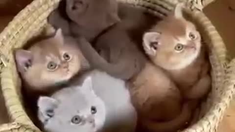 Kittens