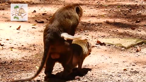 young monkey make mating funny