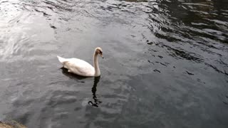 White Duck Having Pleasure In Lake