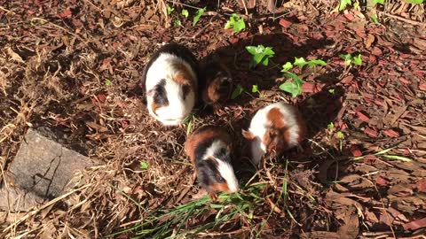 Guinea Pigs Eating Grass, Guinea Pigs!