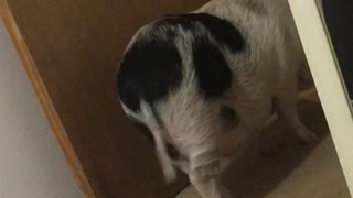 Piggy wags his tail when owner talks to him