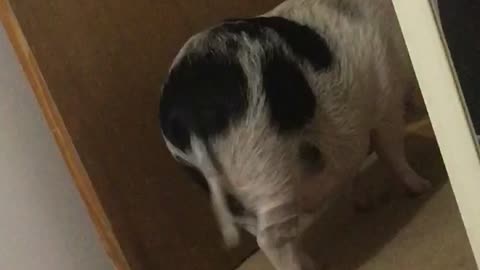 Piggy wags his tail when owner talks to him