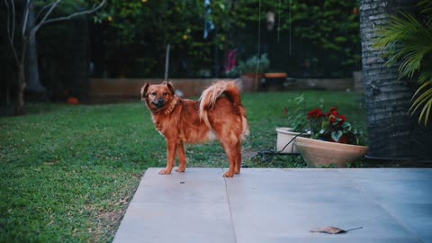 Dog watching here and there for food