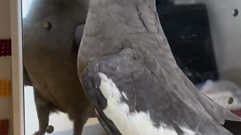 Cocktail bird sings in front of the mirror and makes funny and wonderful moves