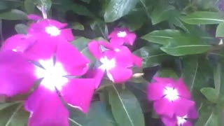 Lindas flores pervinca, rosa e branco, são maravilhosas! [Nature & Animals]