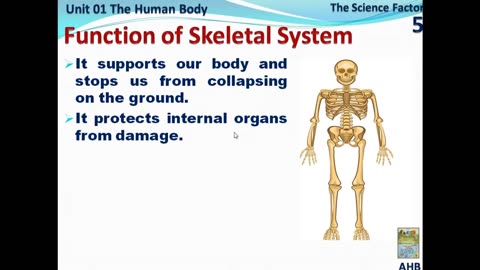 Skeletal System of Human Body