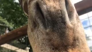 Cute giraffe eating some snacks!