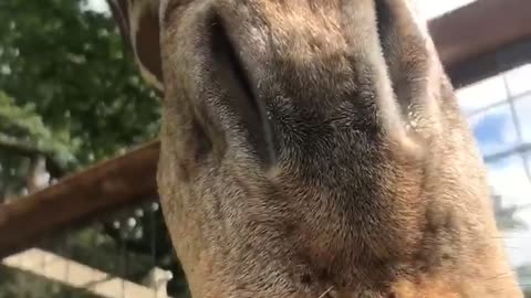 Cute giraffe eating some snacks!