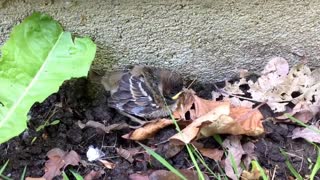 Baby sparrow left by its mom
