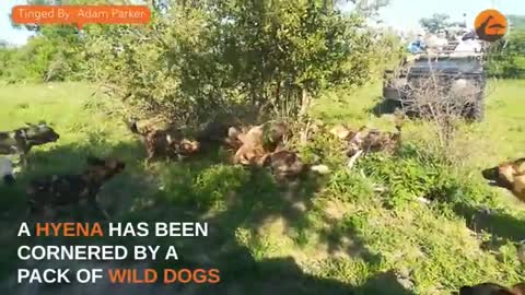 Wild Dogs & Hyenas Make Friends After Fighting_Cut.mp4