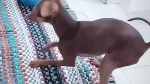 Dancing dog🤣 funny dog