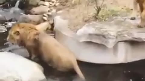 Watch the lion fall into the water