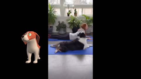 Dog🐕🐕 doing 🧘‍♀️🧘‍♀️Yoga with the owner
