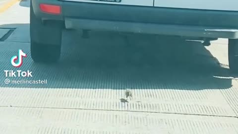 Mouse follows a van, why do you think he follows it?
