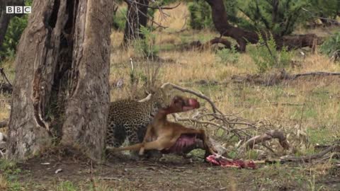 Wild Dogs Attempt to Steal Leopard Families' Meal | BBC Earth