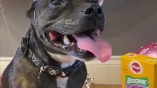 Phillii the Staffy loves her birthday party