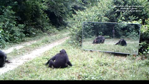 These chimpanzees tap dance of intimidation