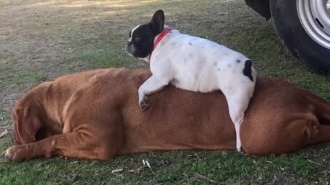 French Bulldog plays on back of huge French Mastiff